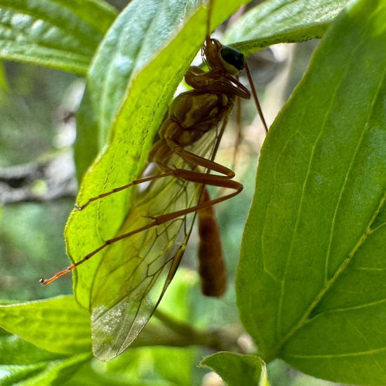 Schlupfwespen: Tier im Habitat Ackerrandstreifen in der NatureSpots App