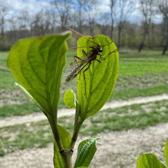 Schlupfwespen: Tier im Habitat Ackerrandstreifen in der NatureSpots App