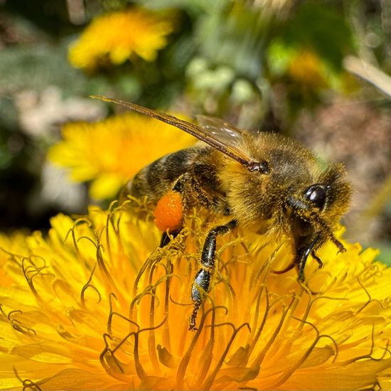 Westliche Honigbiene: Tier im Habitat Park in der NatureSpots App