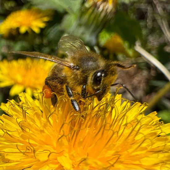 Westliche Honigbiene: Tier im Habitat Park in der NatureSpots App