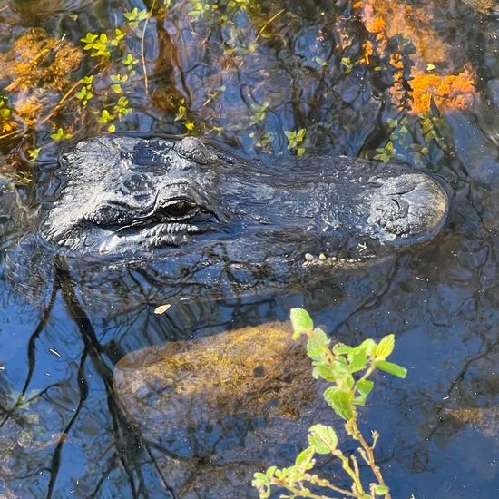 Alligatoren: Tier in der Natur in der NatureSpots App