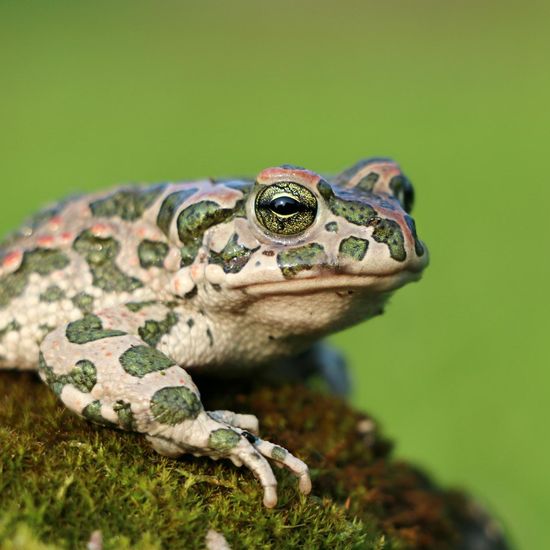 Draco lineatus: Tier im Habitat Tropischer Wald in der NatureSpots App