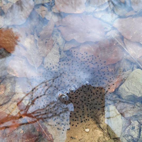 Grasfrosch: Tier im Habitat Bach in der NatureSpots App