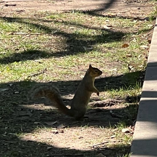 Grauhörnchen: Tier im Habitat Innenstadt in der NatureSpots App