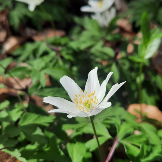 Buschwindröschen: Pflanze im Habitat Wald der gemäßigten Breiten in der NatureSpots App