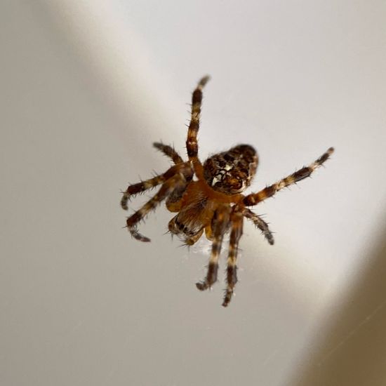 Araneus diadematus: Animal in habitat Living space or Indoor in the NatureSpots App