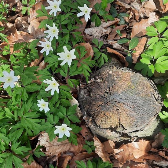 Buschwindröschen: Pflanze im Habitat Wald der gemäßigten Breiten in der NatureSpots App