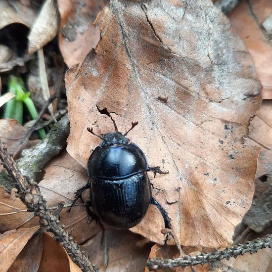 Gemeiner Mistkäfer: Tier im Habitat Wald der gemäßigten Breiten in der NatureSpots App