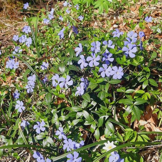 Kleines Immergrün: Pflanze im Habitat Wald der gemäßigten Breiten in der NatureSpots App