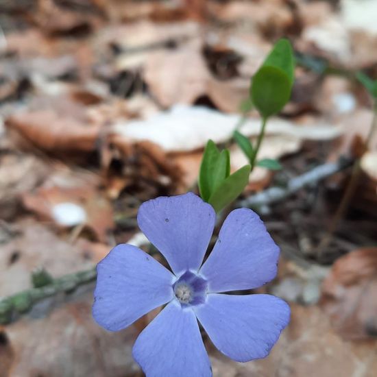 Kleines Immergrün: Pflanze im Habitat Wald der gemäßigten Breiten in der NatureSpots App