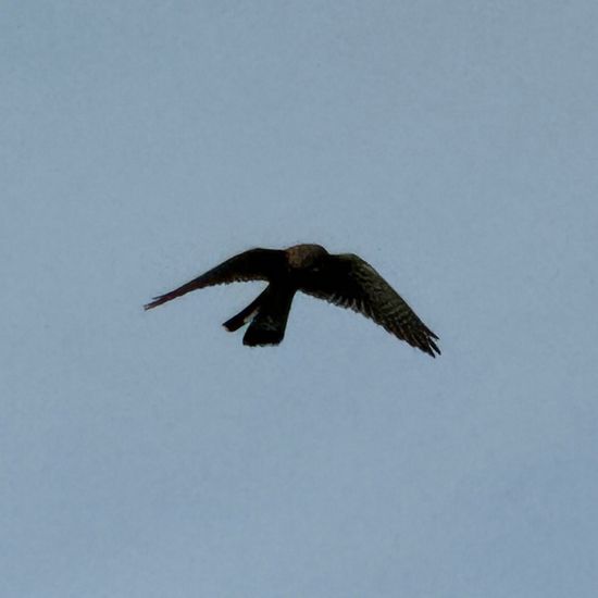 Turmfalke: Tier im Habitat Halb-natürliches Grasland in der NatureSpots App