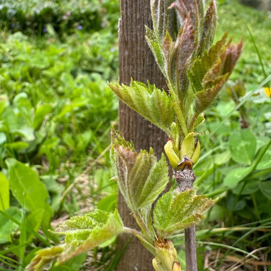 Sorbus torminalis: Plant in habitat Garden in the NatureSpots App