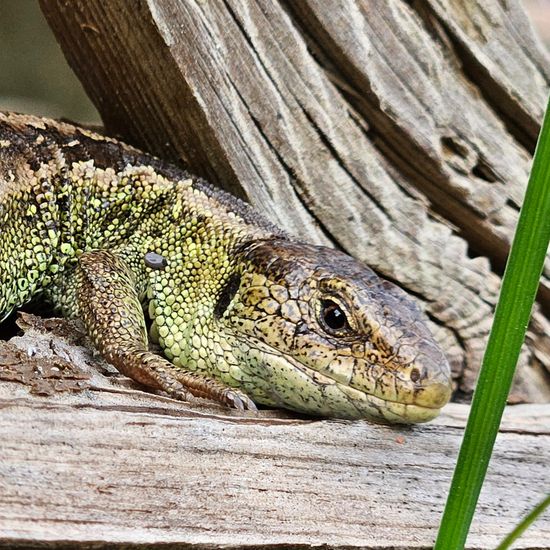 Sand lizard: Animal in nature in the NatureSpots App