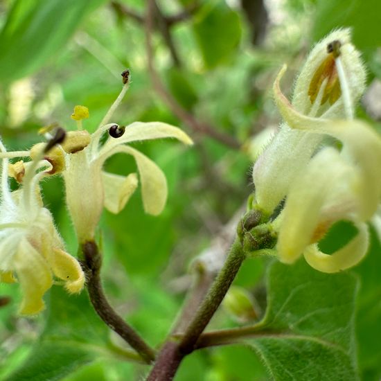 Lonicera xylosteum: Plant in habitat Temperate forest in the NatureSpots App