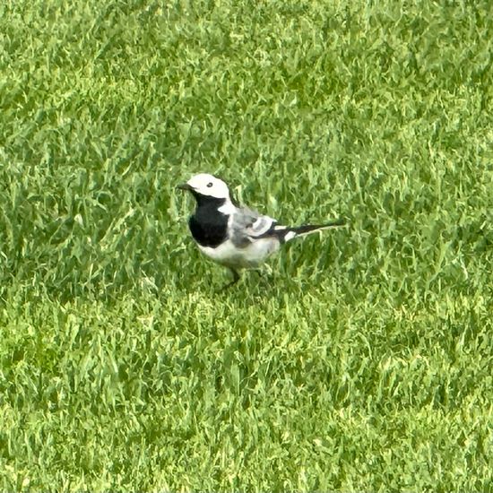 White Wagtail: Animal in habitat Garden in the NatureSpots App