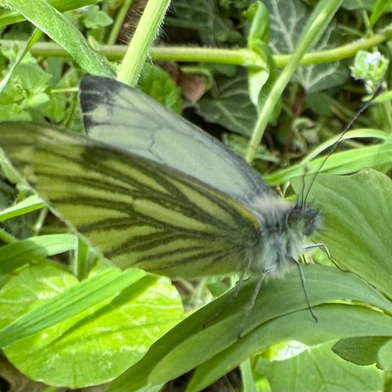 Pieris napi napi: Tier im Habitat Halb-natürliches Grasland in der NatureSpots App