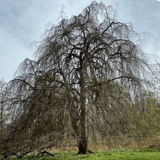 Hänge-Buche: Pflanze im Habitat Park in der NatureSpots App