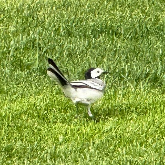 White Wagtail: Animal in habitat Garden in the NatureSpots App