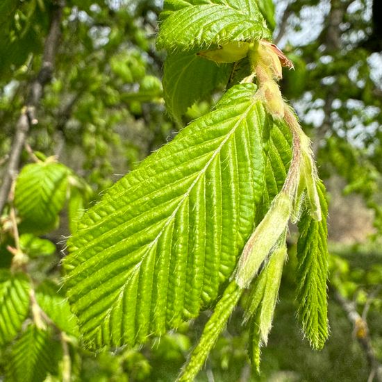 Hainbuche: Pflanze im Habitat Park in der NatureSpots App