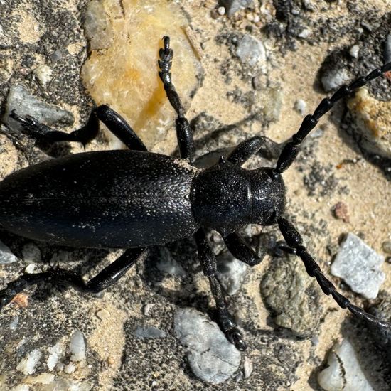 Dorcadion aethiops: Tier im Habitat Landwirtschaft in der NatureSpots App