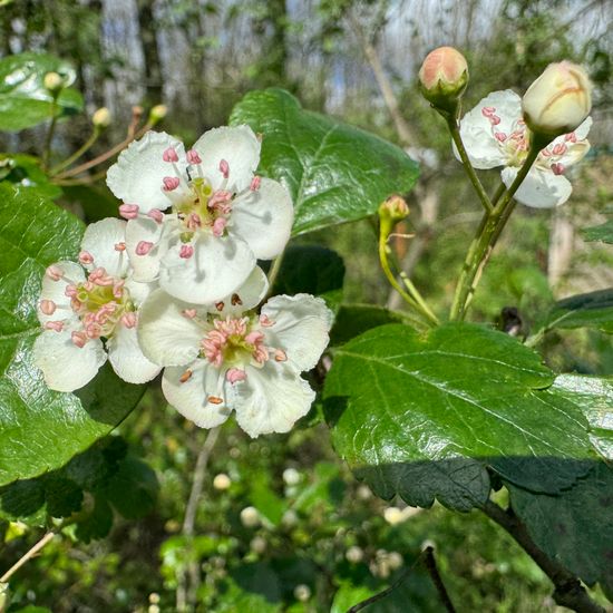 Zweigriffeliger Weißdorn: Pflanze im Habitat Wald der gemäßigten Breiten in der NatureSpots App