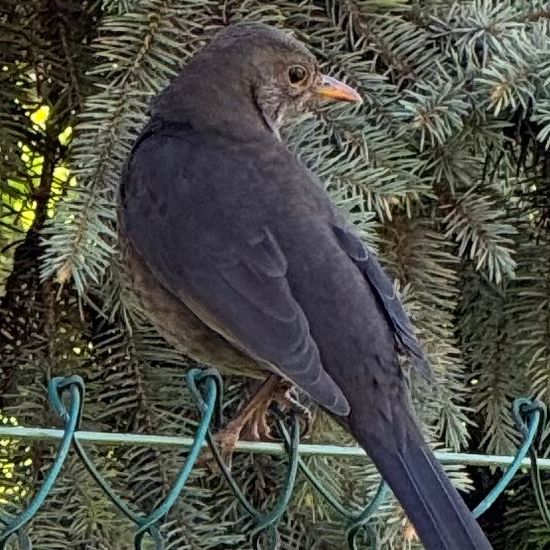 Amsel: Tier im Habitat Garten in der NatureSpots App