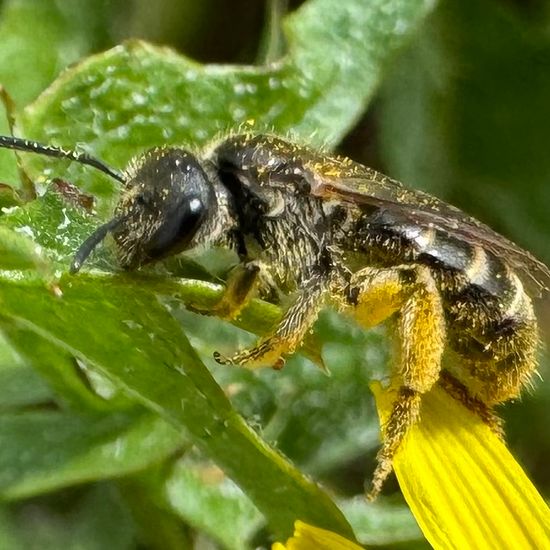 Lasioglossum malachurum: Animal in habitat Natural Meadow in the NatureSpots App