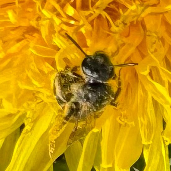 Bienen: Tier im Habitat Landwirtschaftliche Wiese in der NatureSpots App