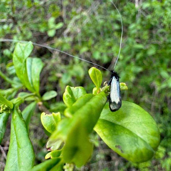 Unknown species: Animal in habitat Agricultural meadow in the NatureSpots App