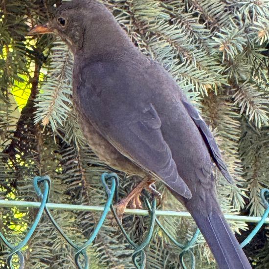 Amsel: Tier im Habitat Garten in der NatureSpots App