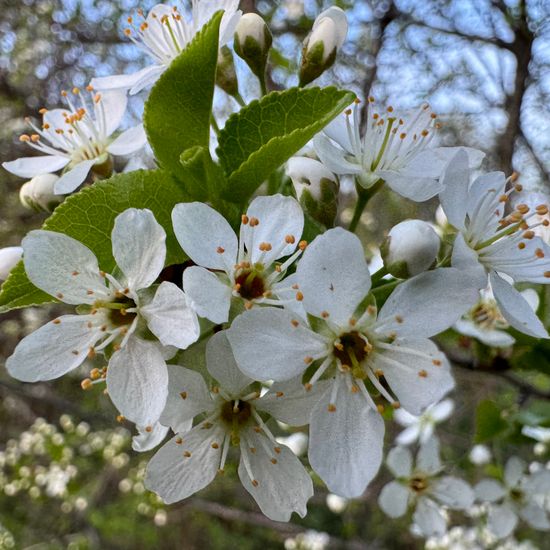 Prunus mahaleb: Plant in habitat Garden in the NatureSpots App