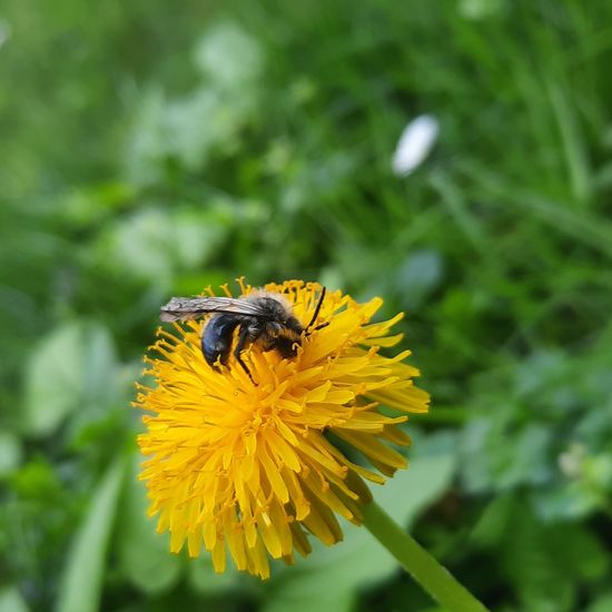 Ashy mining bee: Animal in habitat Garden in the NatureSpots App