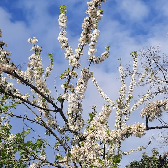 Prunus avium: Plant in habitat Garden in the NatureSpots App