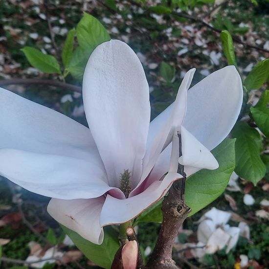 Magnolia: Plant in habitat City and Urban in the NatureSpots App