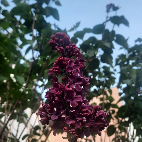 Syringa vulgaris: Plant in habitat Garden in the NatureSpots App