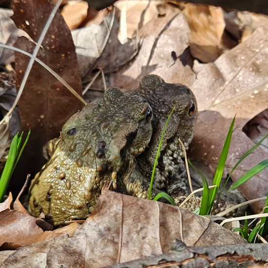 Common toad: Animal in habitat Forest in the NatureSpots App
