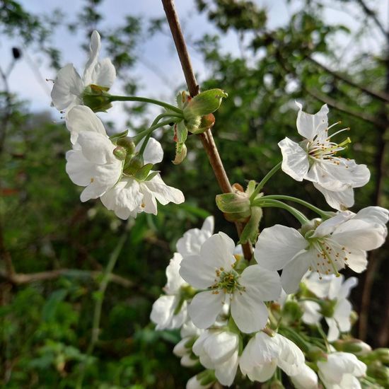 Prunus avium: Plant in nature in the NatureSpots App