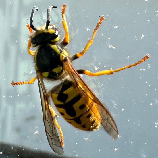 Deutsche Wespe: Tier im Habitat Innenraum in der NatureSpots App
