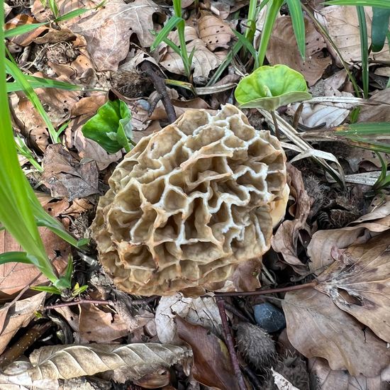 another species: Mushroom in nature in the NatureSpots App