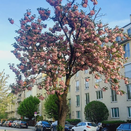 Prunus serrulata: Plant in habitat City and Urban in the NatureSpots App