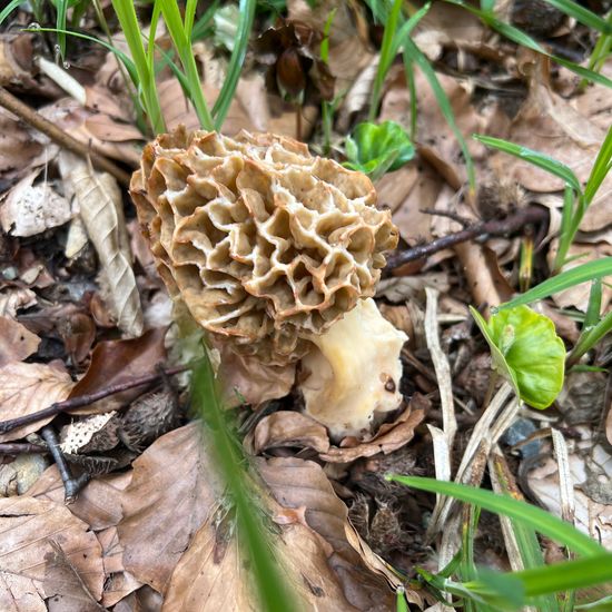 andere Art: Pilz in der Natur in der NatureSpots App