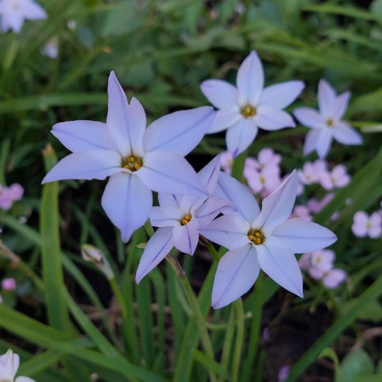 Einblütiger Frühlingsstern: Pflanze im Habitat Hecke/Blumenbeet in der NatureSpots App