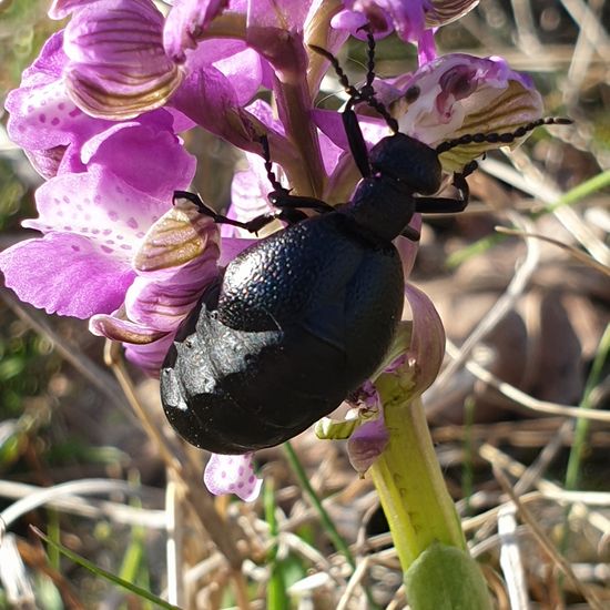 Schwarzblauer Ölkäfer: Tier im Habitat Naturnahe Wiese in der NatureSpots App