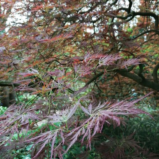 Acer palmatum var. thunbergii: Pflanze im Habitat Garten in der NatureSpots App