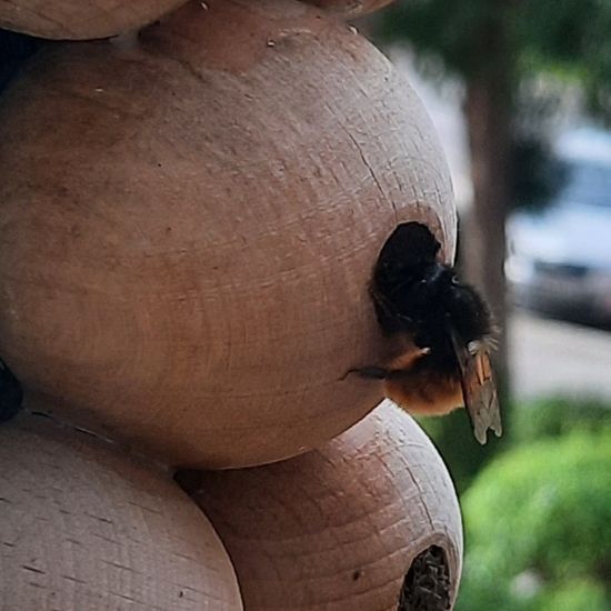 Gehörnte Mauerbiene: Tier im Habitat Stadt und Garten in der NatureSpots App