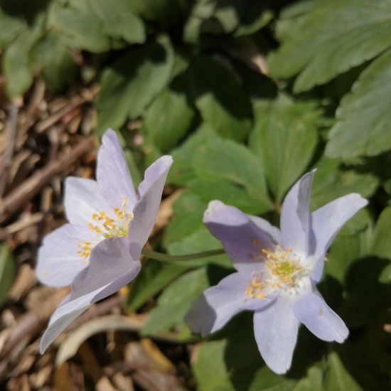 Anemone nemorosa: Plant in habitat Garden in the NatureSpots App