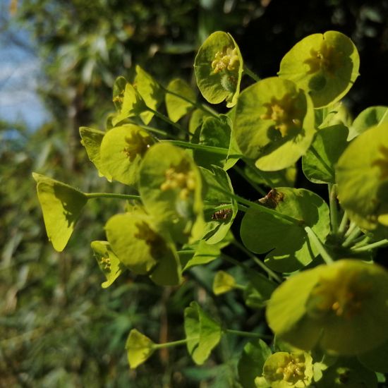 Euphorbia characias: Plant in habitat Garden in the NatureSpots App