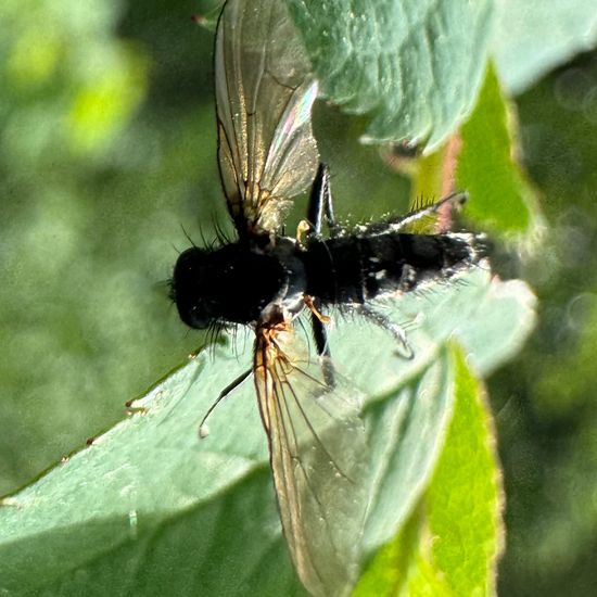 Diptera: Animal in habitat Buffer strip in the NatureSpots App