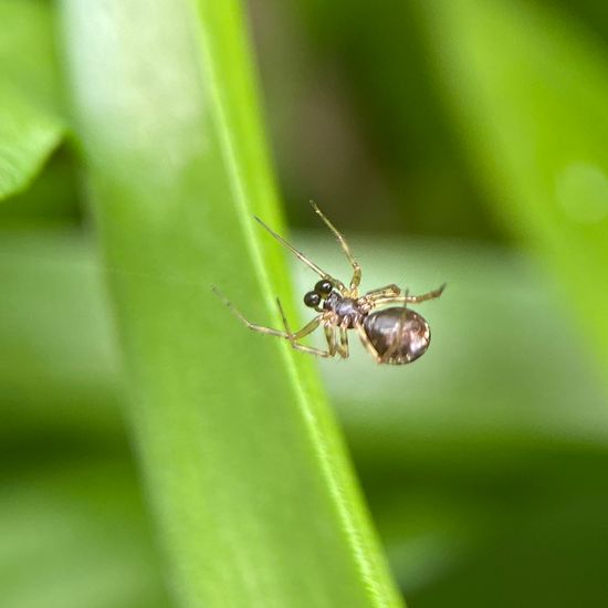 Baldachinspinnen: Tier im Habitat Garten in der NatureSpots App