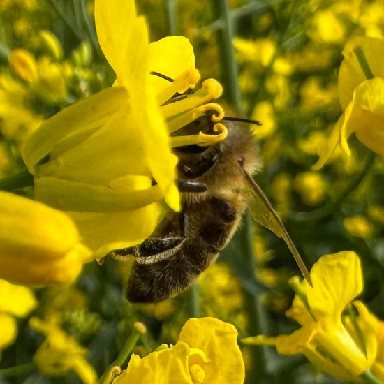Westliche Honigbiene: Tier im Habitat Felder in der NatureSpots App